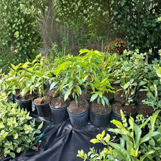 Cat Saigon Mango Tree – Mangifera indica Grafted Live Tree | 2–4 Feet Tall | Giant Fruit Variety  Also Known as Jin Huang | Fiberless & Floral | Ships to All States