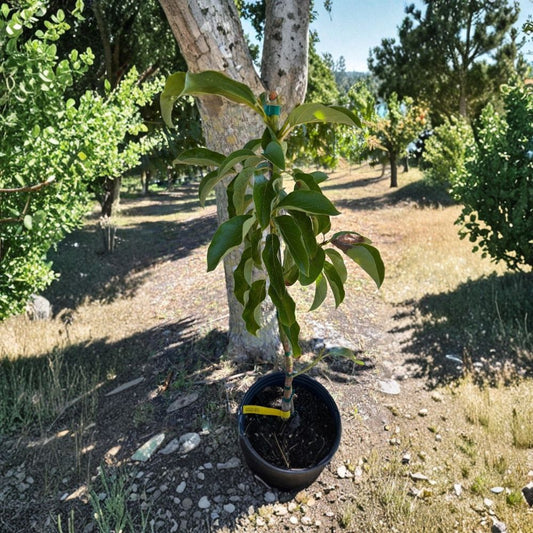 Beta Avocado Tree – Persea americana  Grafted Live Avocado Tree | Type B Flowering 1 Gallon Nursery Pot • Mid-Season Producer