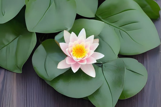 Paul Hariot Pond Lily Pack of 3 - Nymphaea x 'Paul Hariot' - Apricot to Pink-Orange Blooms, Green Leaves with Purple Blotches