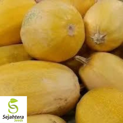 Spaghetti Squash Seeds 20 Ct | Heirloom Winter Vegetable Garden USA