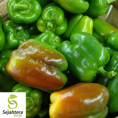 25 Sweet Yolo Wonder L Pepper Seeds - Non-GMO, Mild & High-Yield Variety