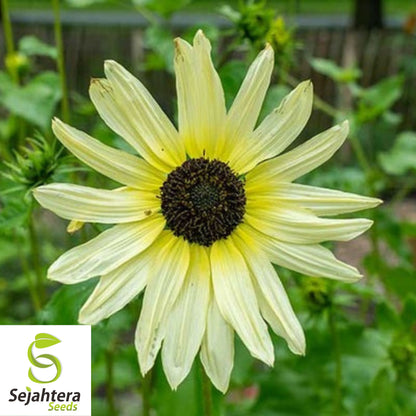50+ Italian White Sunflower Seeds - Helianthus Debilis, Elegant Blooms, Non-GMO