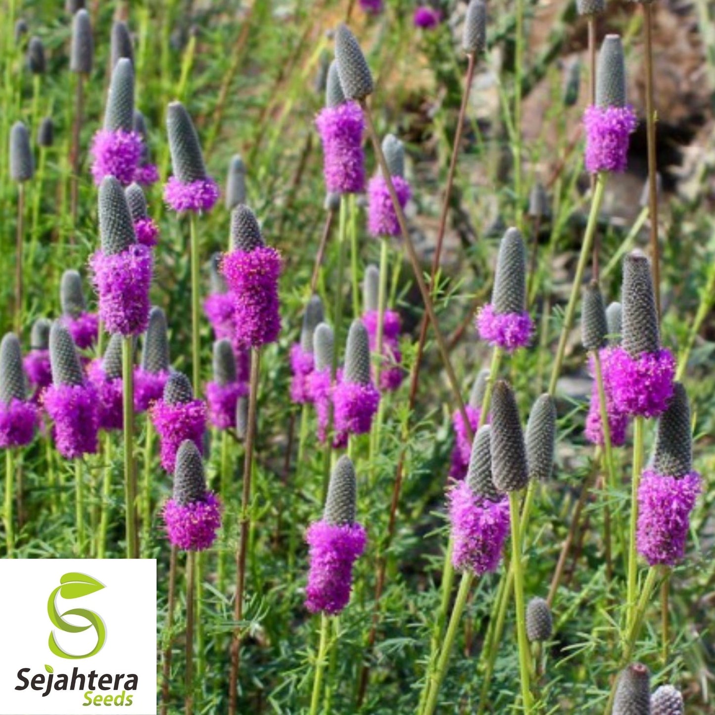 Purple Prairie Clover Seeds 250+ | Native Wildflower Pollinator Plant USA