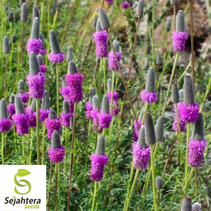 Purple Prairie Clover Seeds 250+ | Native Wildflower Pollinator Plant USA