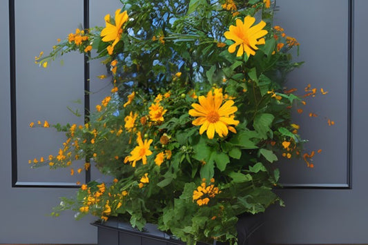 5x Clippings of Mexican Sun Flower, Organic Perennials, Fragrant, Starter Pack, Helianthus maximiliani