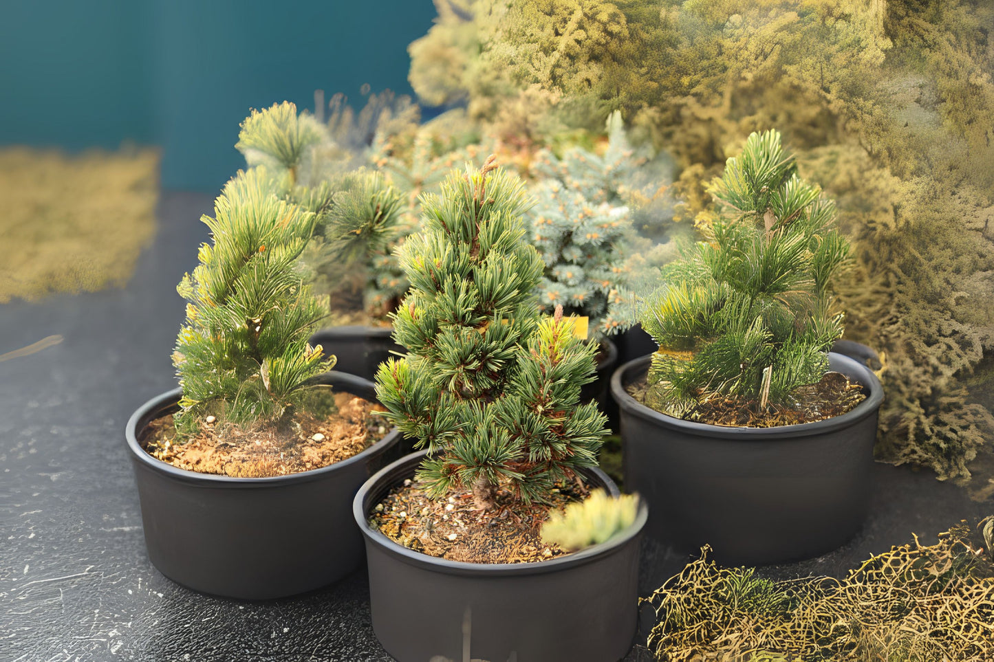 Limber Rocky Mountain Pine (Pinus flexilis)