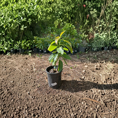 Super Hass Avocado Tree – Persea americana Grafted Live Tree | 2–3 Feet Tall  Premium Guacamole Avocado | Classic Hass Flavor | Home Orchard Favorite