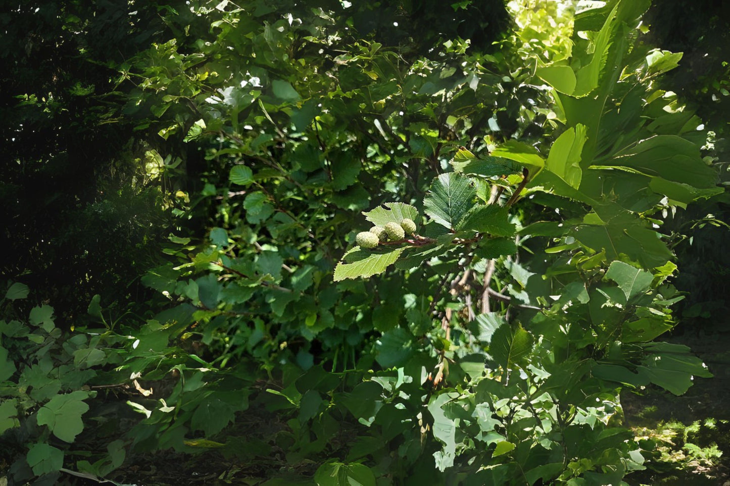 Sitka Alder (Alnus sinuata)
