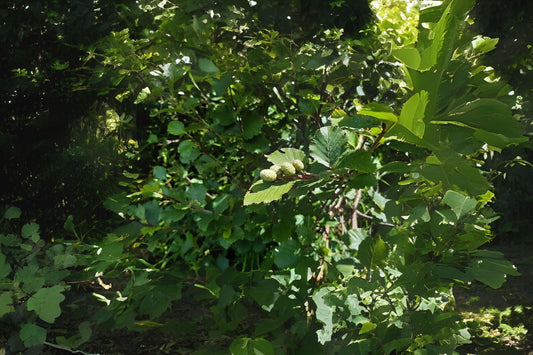 Sitka Alder (Alnus sinuata)