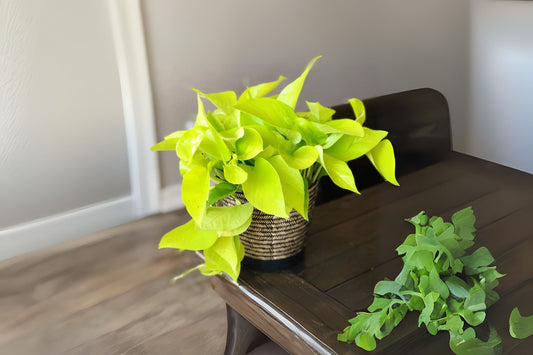 Neon Pothos Houseplant - 4in Pot - Vibrant Green Leaves - Epipremnum aureum - Low Maintenance Indoor Plant