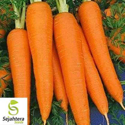 Carrot Seeds 300+ | Shin Kuroda Asian Vegetable NON-GMO USA