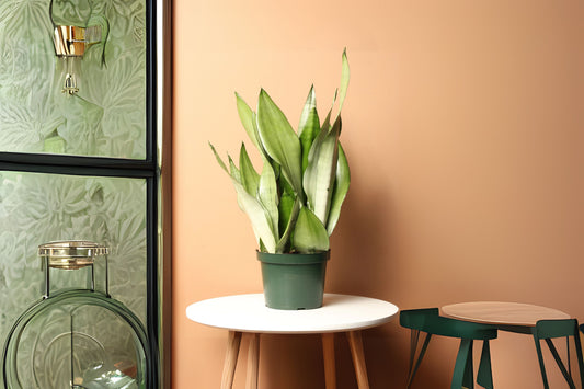 Moonshine Snake Plant - 4” Live Plant with Silvery Green Foliage - Sansevieria Moonshine - Easy Care Air Purifying Houseplant