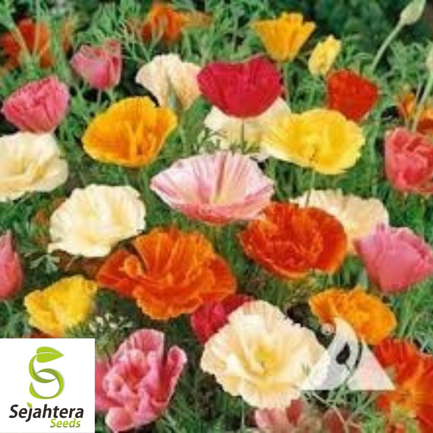 250+ Mission Bells California Poppy Seeds - Eschscholzia, Vibrant Blooms, USA