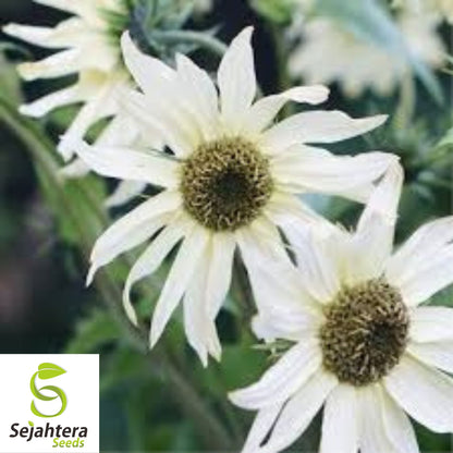 50+ Italian White Sunflower Seeds - Helianthus Debilis, Elegant Blooms, Non-GMO