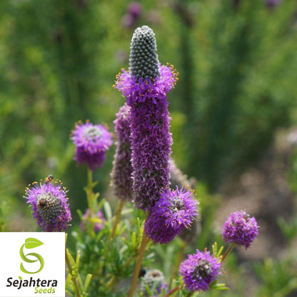 Purple Prairie Clover Seeds 250+ | Native Wildflower Pollinator Plant USA