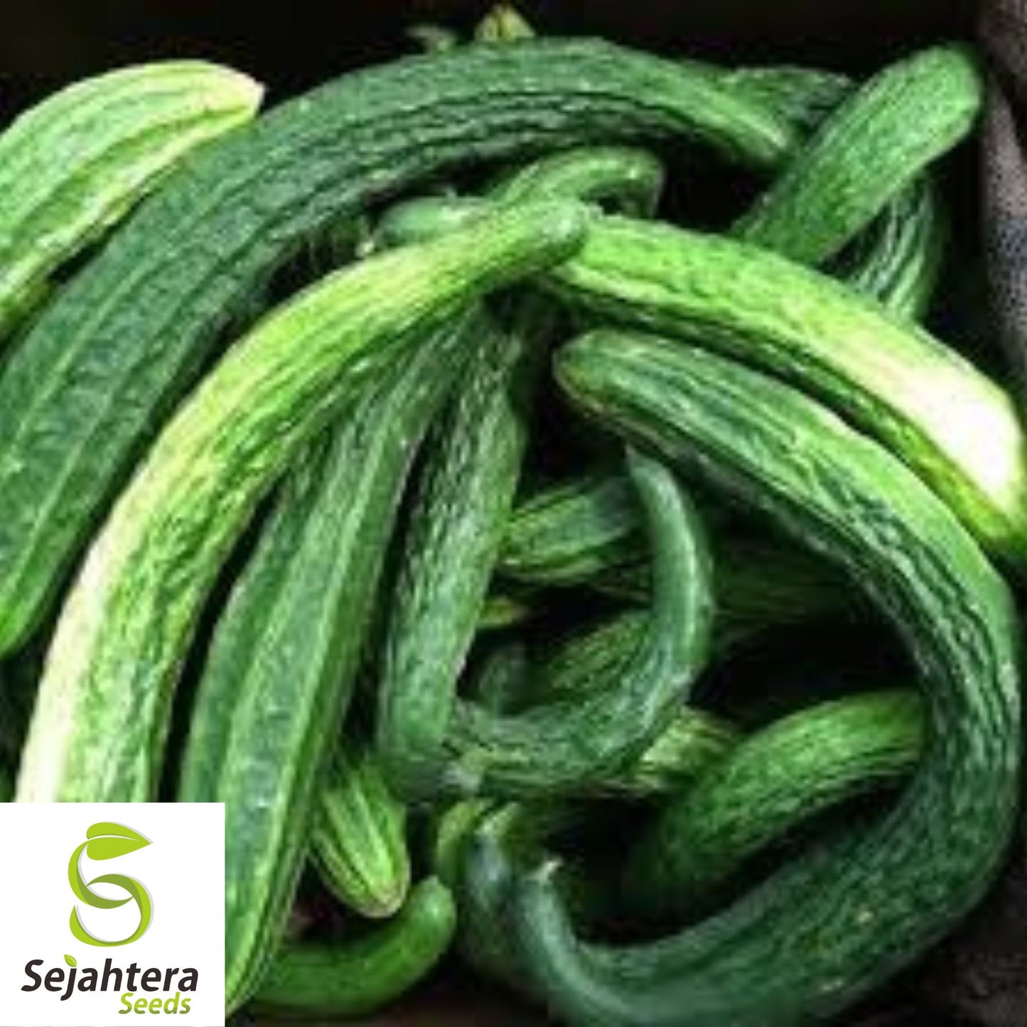 Suyo Long Cucumber Seeds - 100+ Heirloom - Organic & Non-GMO - Rare & Crisp