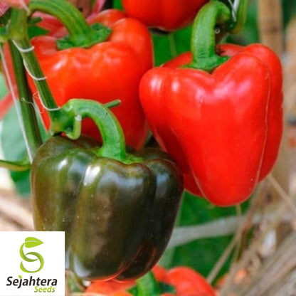 25 Sweet Yolo Wonder L Pepper Seeds - Non-GMO, Mild & High-Yield Variety