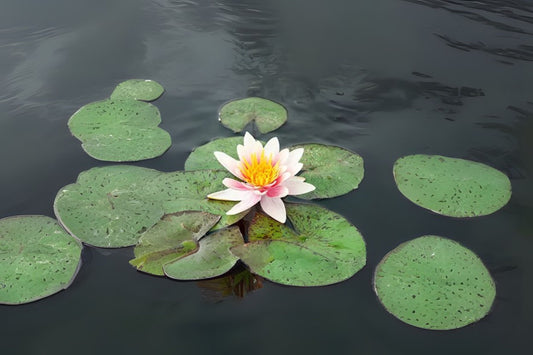 Comanche Pond Lily Pack of 3 - Nymphaea x 'Comanche' - Yellow to Coppery Bronze Flowers with Speckled Foliage, Fragrant Blooms