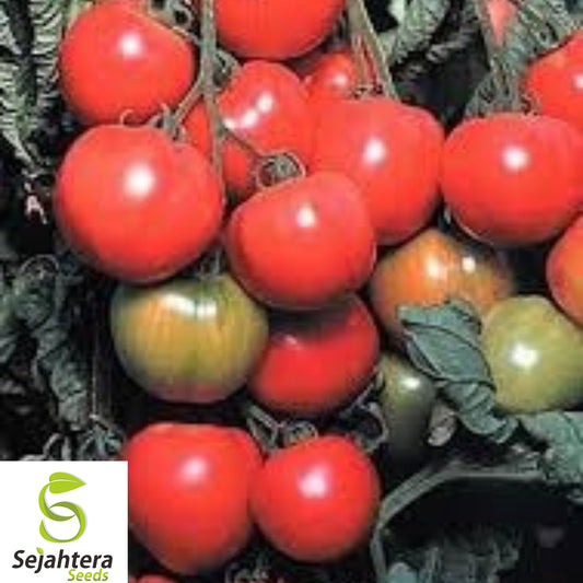 30+ Early Cascade Tomato Seeds - Heirloom, Organic, Non-GMO, Rare & High-Yield