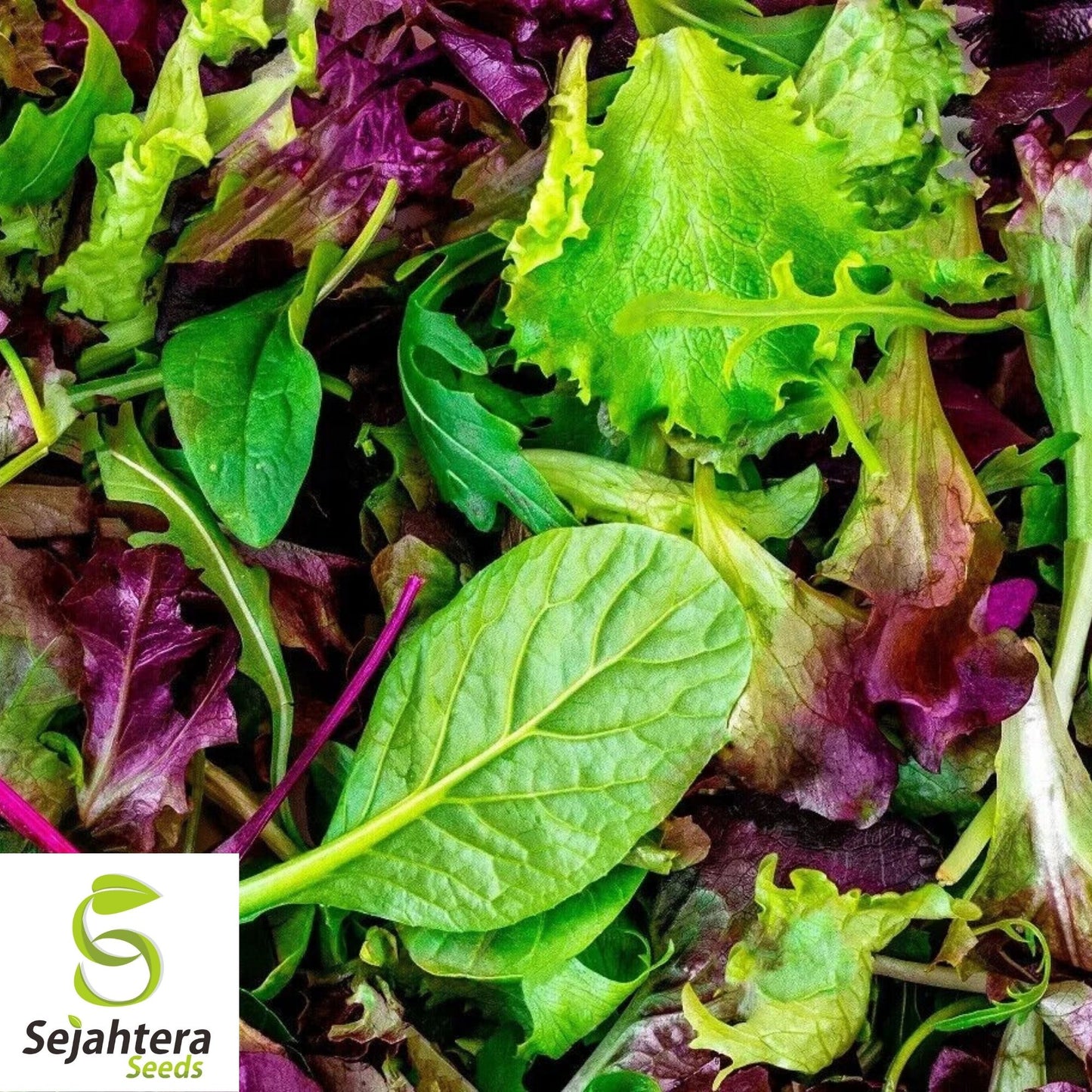 Mesclun Mix Seeds 600+ | Lettuce, Mustard, Tatsoi, Mizuna, Kale, Arugula