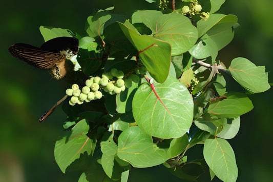 Seagrape Plant 1 Gal - Coccoloba uvifera - Tropical Evergreen, Coastal Landscaping, Edible Fruit, Well Rooted, Healthy Plant