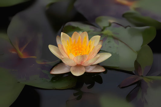Chrysantha Pond Lily Pack of 3 - Cream-Yellow Flowering Water Lilies - Nymphaea x 'Chrysantha' for Gardens and Pools