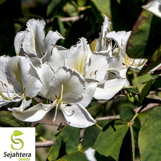 10+ White Orchid Tree Seeds - Bauhinia Alba, Exotic Blooms, Fast-Growing