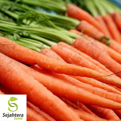 Carrot Seeds 300+ | Shin Kuroda Asian Vegetable NON-GMO USA