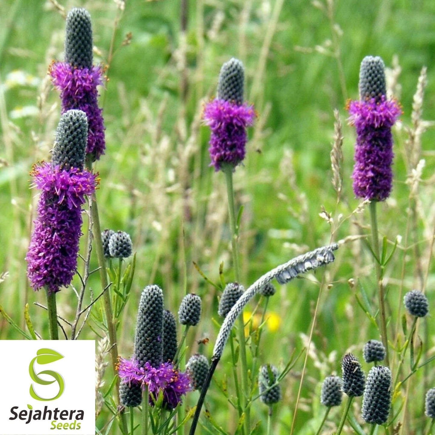 Purple Prairie Clover Seeds 250+ | Native Wildflower Pollinator Plant USA