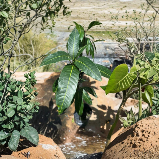 Edward Mango Tree – Mangifera indica Grafted Live Tree | 1–2 Feet Tall | Premium Florida Variety  Rich Classic Flavor | Early Fruiting | Collector Favorite