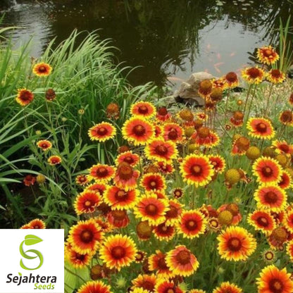 Gaillardia Blanket Flower Seeds 100+ | Perennial Wildflower NON-GMO USA