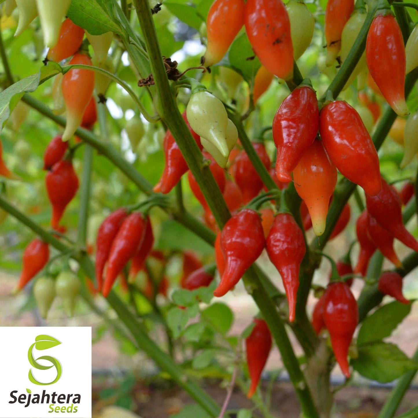 50+ Biquinho Red Hot Pepper Seeds - Non-GMO, Mild Heat, Unique Flavor