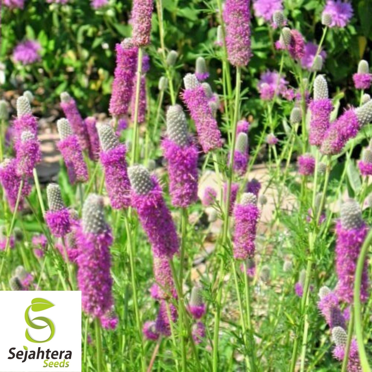 Purple Prairie Clover Seeds 250+ | Native Wildflower Pollinator Plant USA