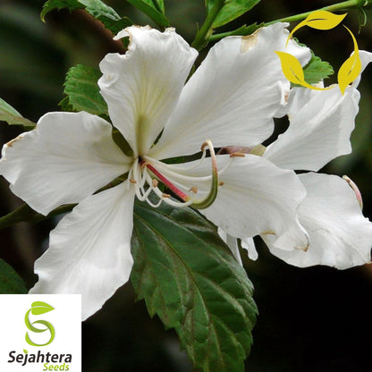 10+ White Orchid Tree Seeds - Bauhinia Alba, Exotic Blooms, Fast-Growing