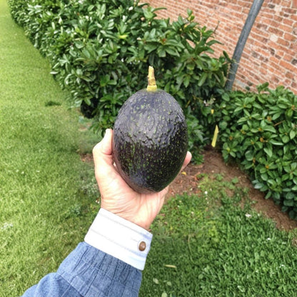 Oro Negro Avocado Tree – Persea americana  Live Grafted Avocado Tree Rich Flavor • Premium Fruit Variety
