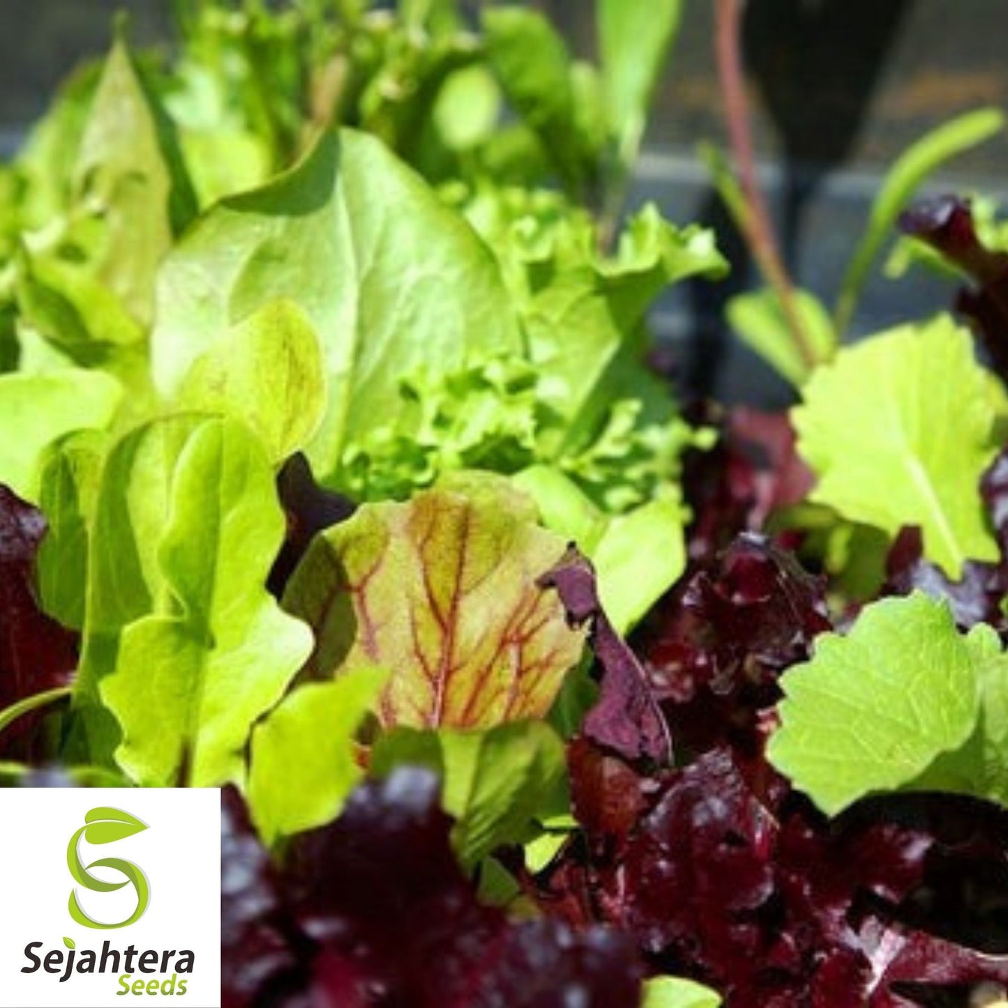 Mesclun Mix Seeds 600+ | Lettuce, Mustard, Tatsoi, Mizuna, Kale, Arugula