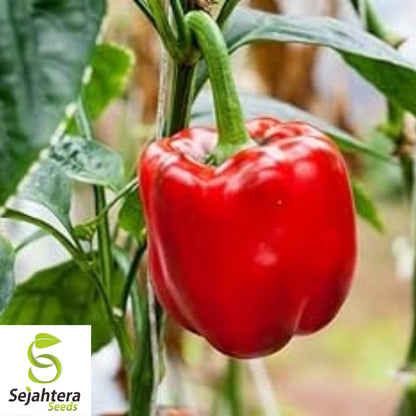 25 Sweet Yolo Wonder L Pepper Seeds - Non-GMO, Mild & High-Yield Variety