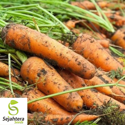 Carrot Seeds 300+ | Shin Kuroda Asian Vegetable NON-GMO USA