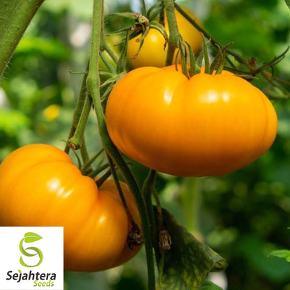 30 AMANA ORANGE BEEFSTEAK TOMATO SEEDS