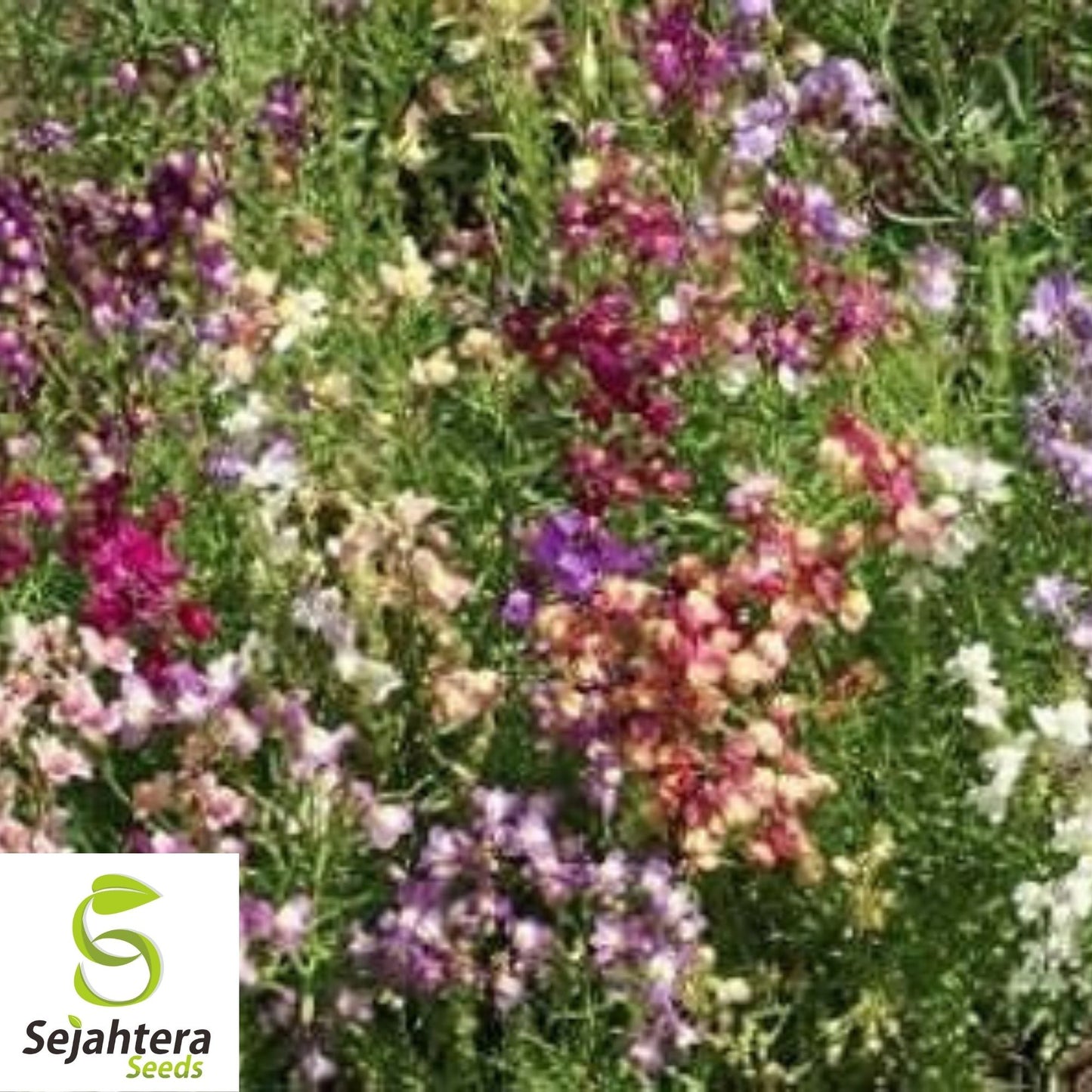 2000+ Snapdragon Fairy Bouquet Seeds - Linaria Maroccana, Dwarf Flower, USA