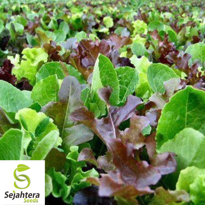 Mesclun Mix Seeds 600+ | Lettuce, Mustard, Tatsoi, Mizuna, Kale, Arugula