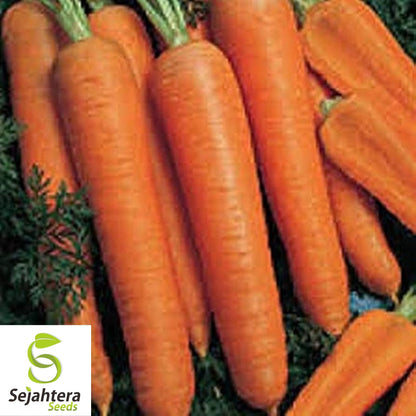 Carrot Seeds 300+ | Shin Kuroda Asian Vegetable NON-GMO USA
