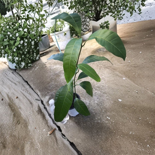 Red Mango Tree – Mangifera indica Live Seedling | 16–25 Inches Tall | Shipped in Pot  Tropical Fruit Plant | Fast Growing | Vibrant Red Variety