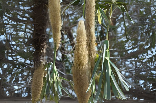 Giant Reed Seeds - 20 Organic Hand-Collected Seeds - Arundo donax, Bamboo Reed, Elephant Grass, Free Shipping Over $35