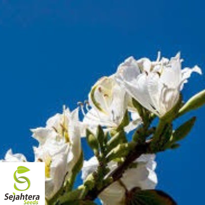 10+ White Orchid Tree Seeds - Bauhinia Alba, Exotic Blooms, Fast-Growing