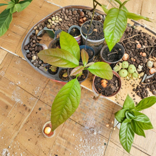 Organic Avocado Seedling Tree – Persea americana  Hass OR Puerto Rican Variety Live Bare Root Seedling | Approximately 18 Inches Tall
