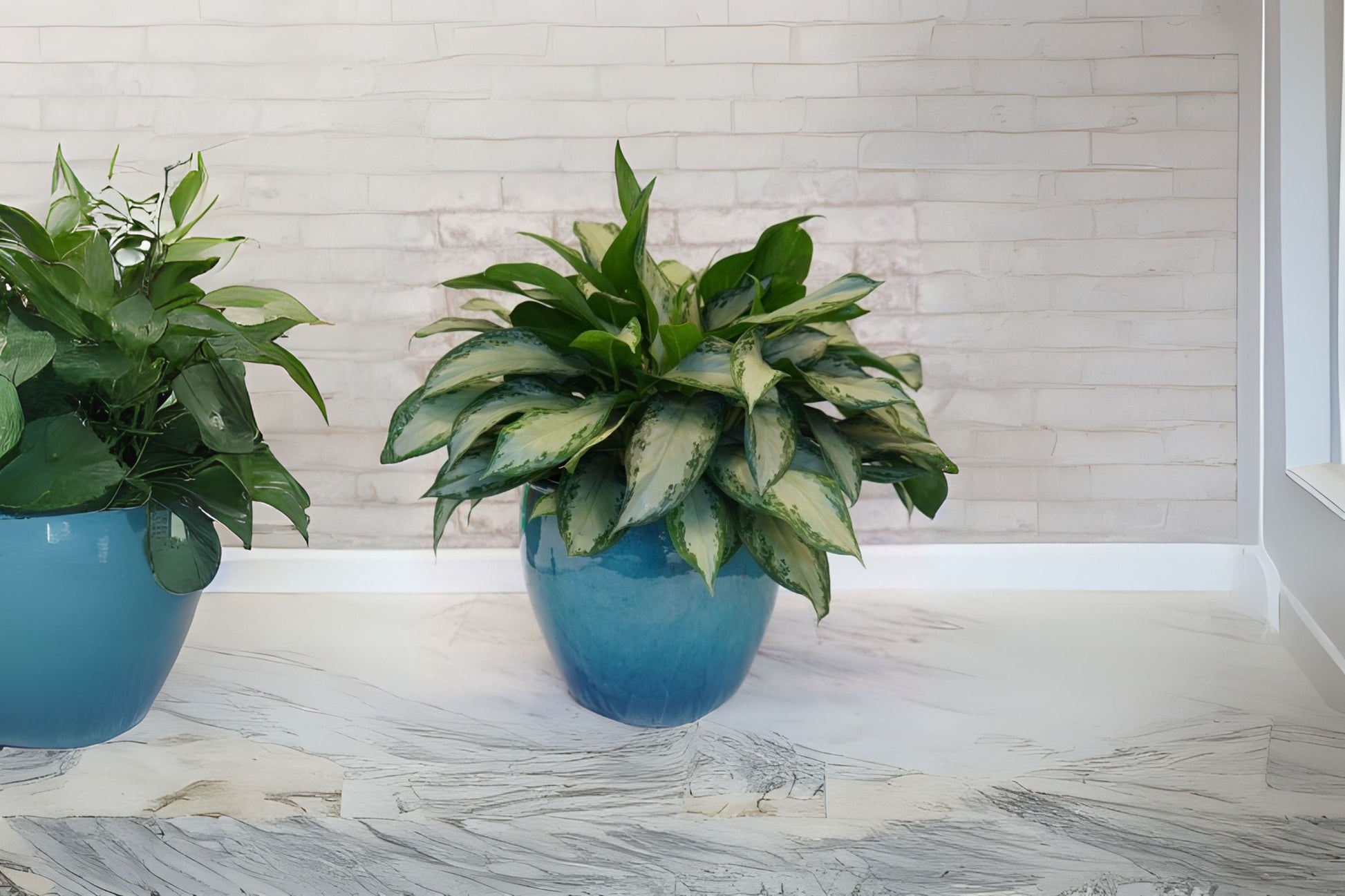 aglaonema commutatum indoors Aglaonema 'Emerald Bay' 10" Pot | Easy Care Indoor Plant