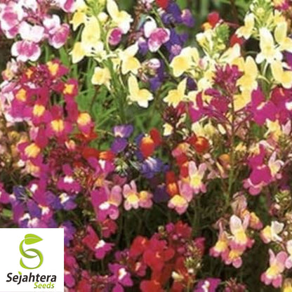 2000+ Snapdragon Fairy Bouquet Seeds - Linaria Maroccana, Dwarf Flower, USA