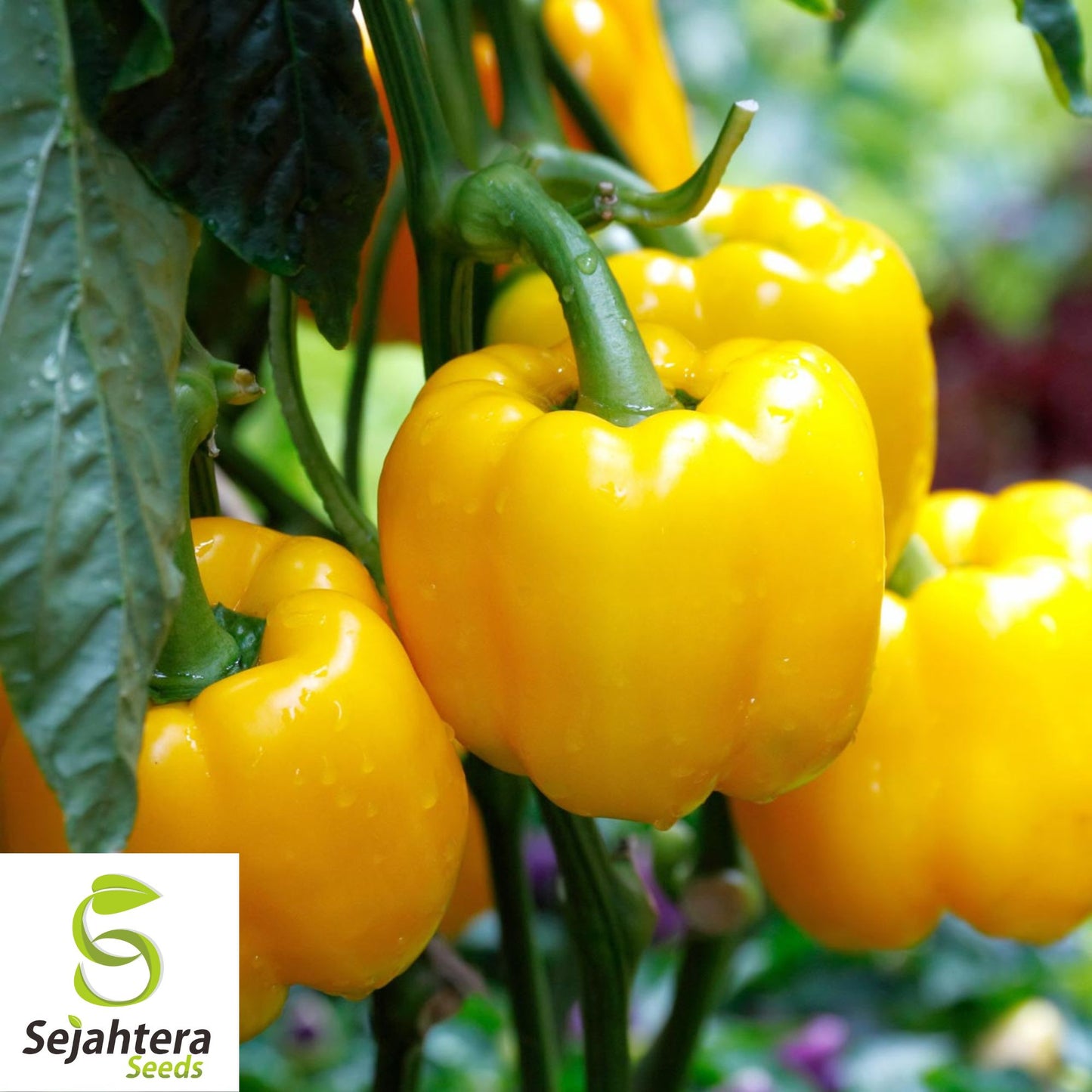 25 Golden California Wonder Pepper Seeds - Non-GMO, Sweet & Vibrant Variety