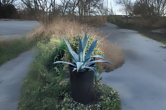 Vibrant Blue Agave Live Plant - Tequila Agave Azul Succulent - Agave Americana - 2-3 inch Pups - Drought Tolerant Indoor/Outdoor Plant
